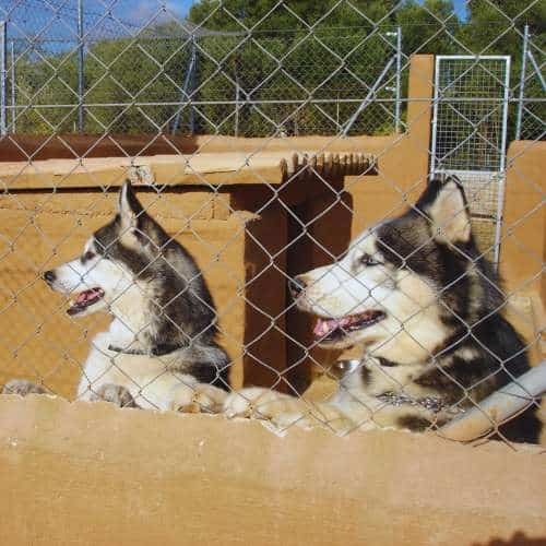 Dos perros de raza husky siberiano descansando detrás de una cerca en la Residencia Canina Von Falkenau, Mallorca, en un ambiente seguro y tranquilo.
