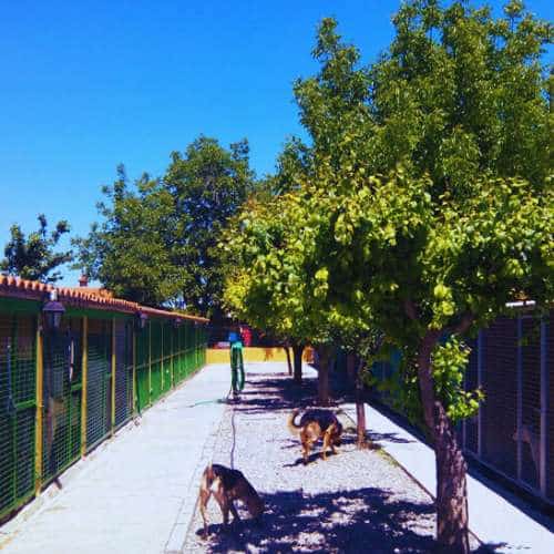 Vista de las instalaciones exteriores de la Residencia Canina DogHouse en Granada, con espacios verdes y árboles que ofrecen sombra y un ambiente tranquilo para las mascotas.