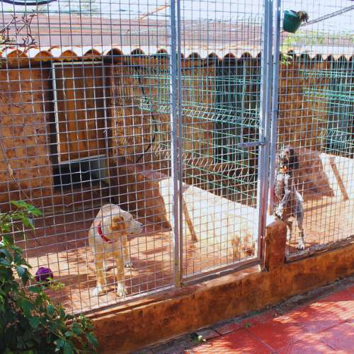Jaulas espaciosas y seguras para perros en la residencia canina Herocan en Toledo.