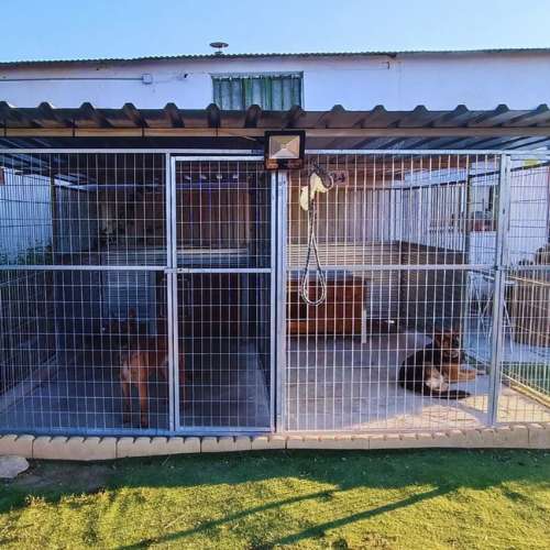 Vista de jaulas individuales en la Residencia Canina Alanos de Toletum en Toledo, con perros descansando en un ambiente seguro.