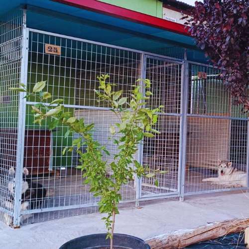 Instalaciones de la Residencia Canina Alanos de Toletum en Toledo, mostrando jaulas amplias y seguras con perros descansando.