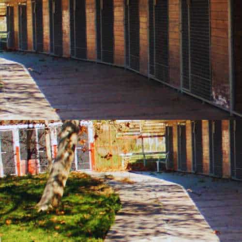 Instalaciones de la Residencia Canina Can Hotel en Madrid, con jaulas espaciosas y áreas verdes para el cuidado de las mascotas.