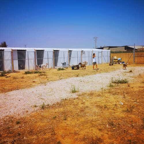 Vista de las instalaciones exteriores de la residencia canina Cencaval en Valencia, con alojamientos individuales y perros disfrutando al aire libre.