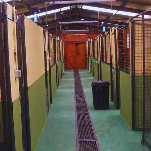 Interior de las jaulas en la Residencia Rivendel en Guadalajara, con instalaciones limpias y seguras para las mascotas.