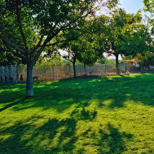 Amplio jardín verde con árboles en la Residencia Canina El Sagasta en Granada, ideal para el esparcimiento de las mascotas en un entorno seguro y natural.