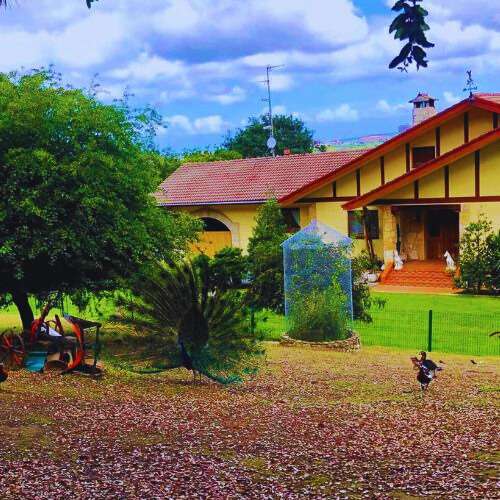 Jardín de la Residencia Canina Villa Halcón en Bilbao, con un edificio rústico al fondo, árboles, y un pavo real desplegando su plumaje en primer plano.