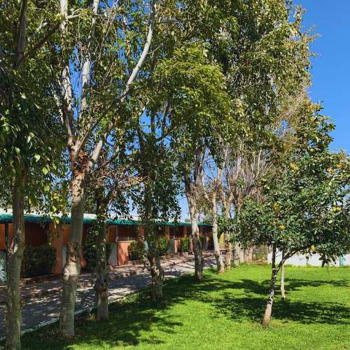 Jardín de la Residencia Las Chiveas en Granada, con árboles frondosos y césped verde para un ambiente natural.