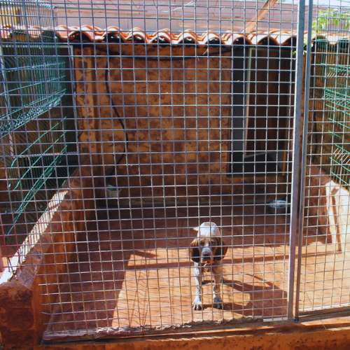 Perro en jaula individual en la residencia canina Herocan en Toledo, diseñada para su comodidad y seguridad.