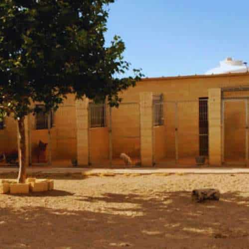 Jaulas exteriores en la Residencia Los Amigos de Erik en Guadalajara, con espacios amplios y sombreados para mascotas.