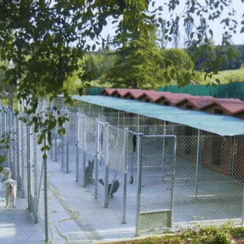 Jaulas individuales en la Residencia Canina Fuentes Blancas en Burgos, rodeadas de un entorno natural con árboles y techos cubiertos para mayor comodidad.