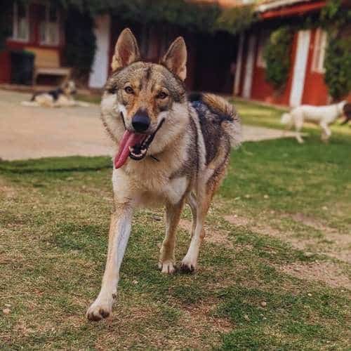 Perro lobo checoslovaco caminando sobre césped en la residencia canina Ecocan, Valencia.