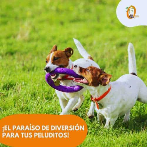 Dos perros pequeños jugando con un juguete en un campo verde en la Residencia Canina Oasis.