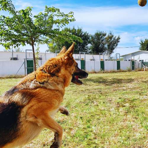 Pastor alemán jugando con una pelota al aire libre en la Residencia Ds-Kan en Granada, disfrutando de un espacio seguro y natural.
