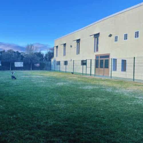 Amplio patio de césped cercado junto a un edificio en una residencia canina, con un perro pequeño jugando al fondo.
