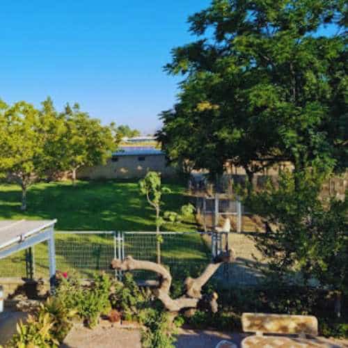 Vista del patio y el jardín de la Residencia Canina El Sagasta en Granada, con amplios espacios verdes ideales para el descanso y recreación de las mascotas.