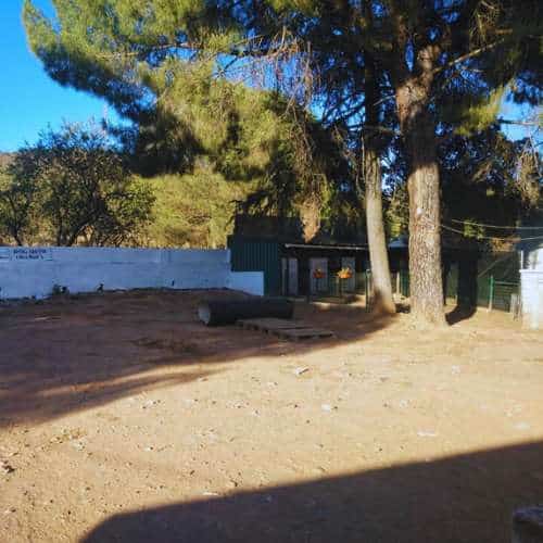 Patio amplio de tierra con árboles y sombra en una residencia canina, ideal para el recreo de las mascotas.