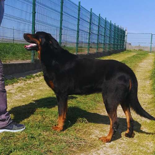 Un perro adulto negro con tonos marrones, de raza grande, caminando junto a su cuidador en un área cercada de la Residencia Canina A Cova do Lobo, Santiago de Compostela.