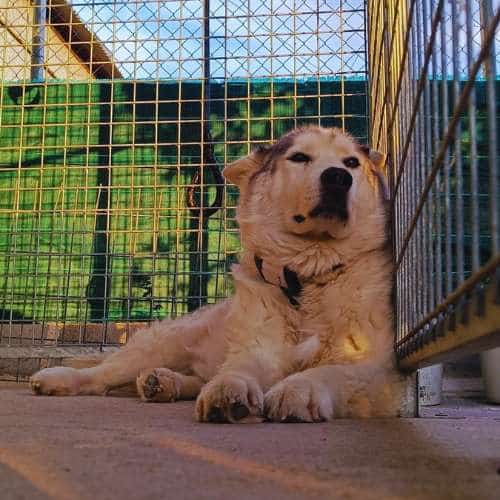 Perro de tamaño grande descansando dentro de su jaula en la Residencia Canina Alanos de Toletum, Toledo.