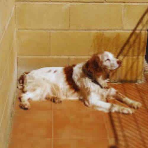 Perro descansando al sol en una jaula cómoda de la Residencia Los Amigos de Erik en Guadalajara.