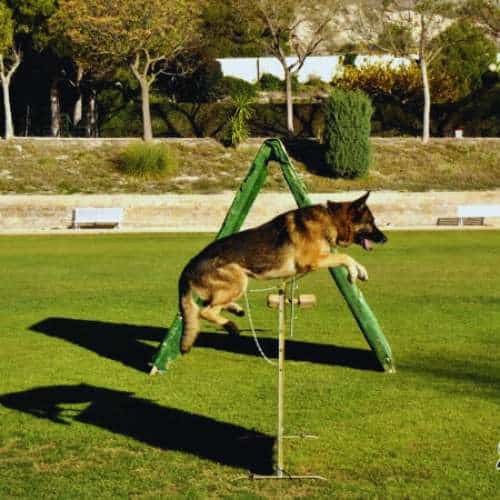 Pastor alemán saltando un obstáculo en un campo de entrenamiento de agilidad en la residencia canina Chichet, Valencia.
