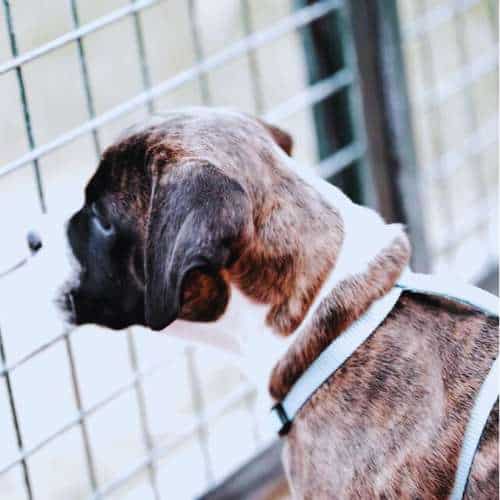 Perro observando a través de la jaula en la Residencia Paraíso en Málaga, disfrutando de un entorno tranquilo y seguro.