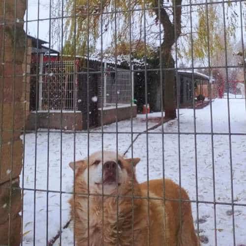 Perro disfrutando del invierno en una zona nevada de la Residencia Canina Villanueva en Burgos, con instalaciones visibles al fondo.