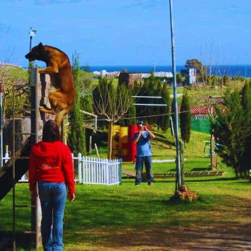 Perro superando un obstáculo de escalada durante un entrenamiento en la Residencia Canina Txakur Bai en Bilbao, con un entorno natural y vista al mar de fondo.