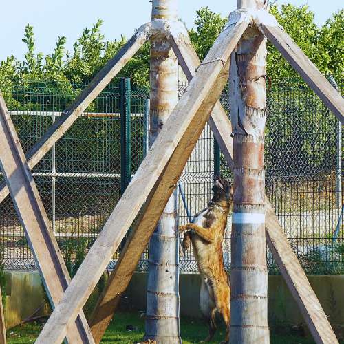 En La Villa Hotel Canino, ubicado en Valencia, ofrecemos servicios personalizados de entrenamiento canino. Nuestras sesiones al aire libre están diseñadas para mejorar el comportamiento, la obediencia y las habilidades físicas de los perros, siempre en un entorno seguro y divertido.