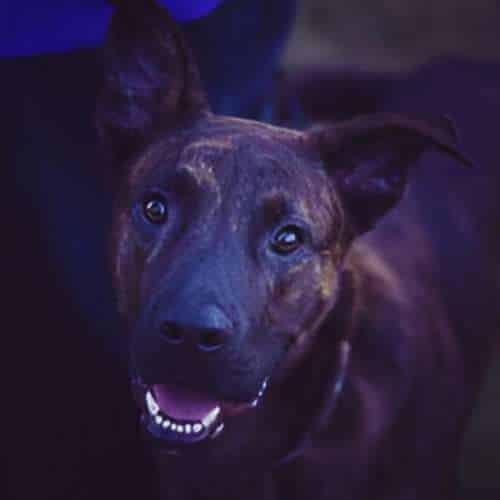 Perro feliz y relajado en la Residencia Paraíso en Málaga.