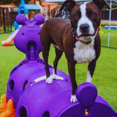 Perro jugando sobre un juguete modular en un área de recreación al aire libre en la Residencia Canina Las Cortes en Burgos.