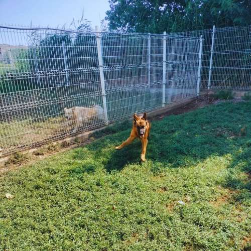 Perro marrón corriendo en un patio con césped mientras otro perro observa desde el otro lado de una cerca en una residencia canina.