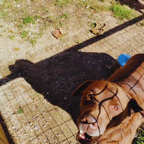 perro-marron-ladrando-residencia-canina