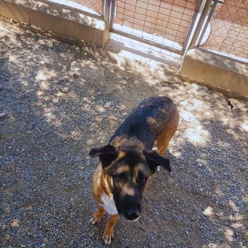 Perro mestizo de tamaño mediano con pelaje marrón y negro en un patio de tierra con sombra en una residencia canina.