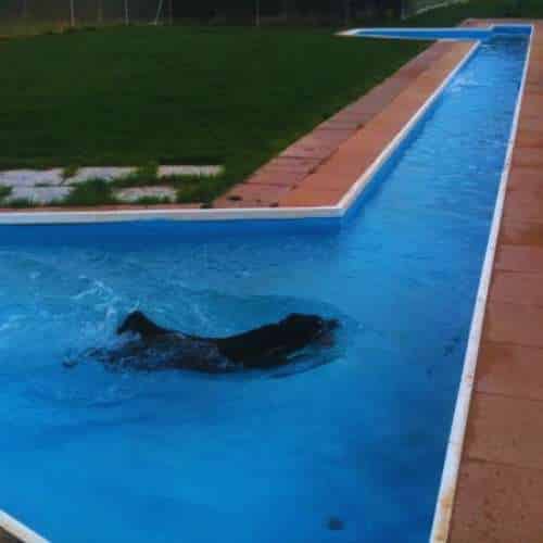 Perro nadando en una piscina diseñada para mascotas en una residencia canina con áreas verdes alrededor.
