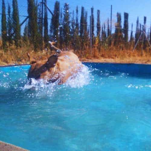 Un perro disfrutando de un chapuzón en la piscina de la Residencia Canina Los Alcores en Sevilla. Ideal para mantenerse fresco en los días calurosos.