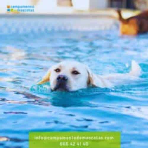 Perro nadando en una piscina de la Residencia Canina Campamento de Mascotas en Toledo.