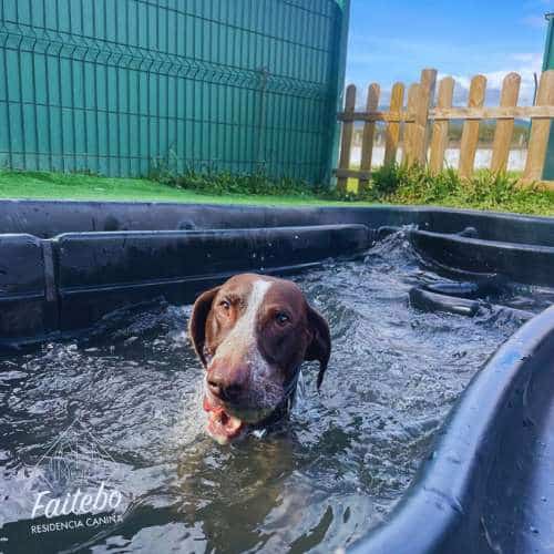 Perro marrón y blanco nadando en una piscina en las instalaciones de la Residencia Canina Faitebo, Vigo, disfrutando de actividades acuáticas.