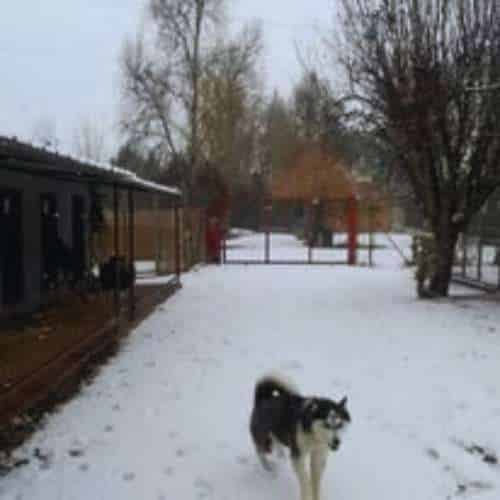 Perro disfrutando en una zona al aire libre cubierta de nieve en la Residencia Canina Villanueva en Burgos, con instalaciones seguras y árboles alrededor.