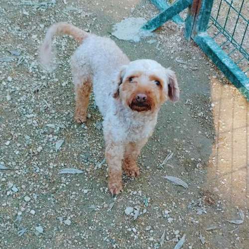 Perro pequeño de pelo rizado color crema parado en un patio con suelo de tierra y una reja metálica al fondo.