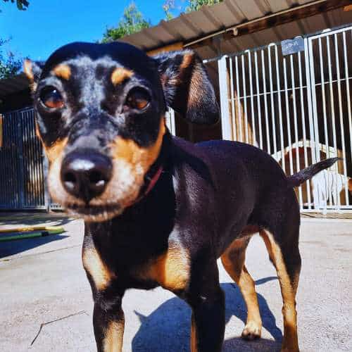 Primer plano de un perro pequeño de raza mestiza en el patio de la Residencia Canina Tatinejos.