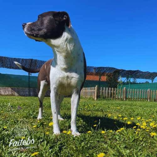 Perro blanco y negro disfrutando de un día soleado en el césped de la Residencia Canina Faitebo, Vigo, rodeado de flores y espacios abiertos.