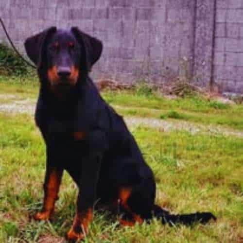 Perro negro con marcas marrones sentado sobre césped en la Residencia Canina A Cova do Lobo en Santiago de Compostela.