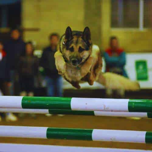 Perro participando en una actividad de agility en la Residencia Canina Villa Halcón en Bilbao, saltando sobre una barra de obstáculos en un recinto interior.