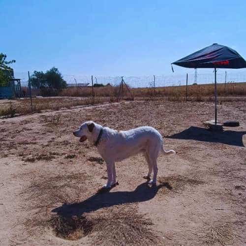 Perro blanco disfrutando del área de recreo al aire libre bajo la sombra de un parasol en la Residencia Canina Alanos de Toletum, Toledo.