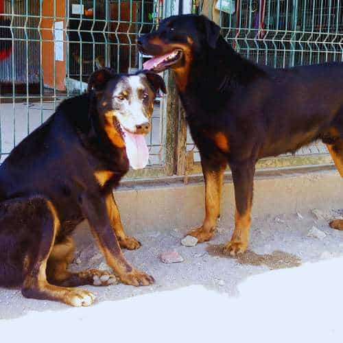 Dos perros adultos de raza grande, uno negro y marrón y otro negro con manchas claras, descansando junto a una valla en la Residencia Canina A Cova do Lobo, Santiago de Compostela.