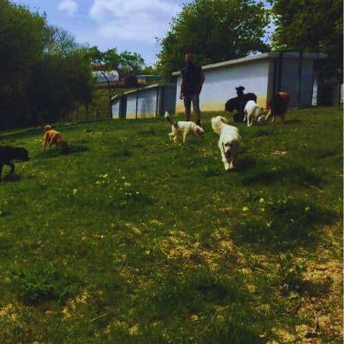 Habitaciones individuales para perros en la Residencia Canina Kanoteka en Bilbao, rodeadas de naturaleza y diseñadas para la comodidad de las mascotas.