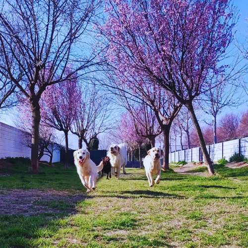 Cuatro perros corriendo bajo árboles en flor en un patio de césped en una residencia canina.