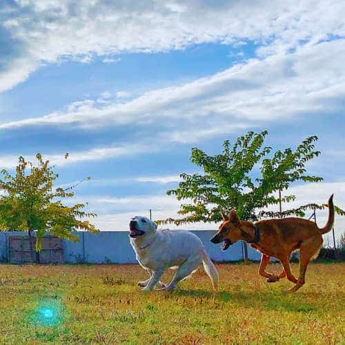 Dos perros corriendo y jugando en un campo amplio al aire libre en la Residencia Ds-Kan en Granada.