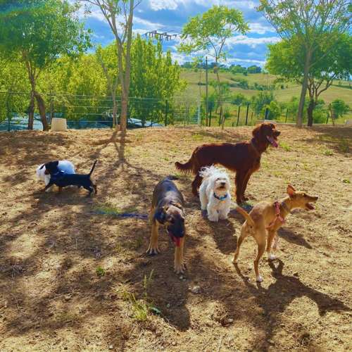 Grupo de perros jugando al aire libre en la Residencia Canina Vallecan en Madrid, rodeados de naturaleza.
