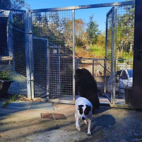 Dos perros en el área de entrada cercada de la Residencia Canina Ollo Ó Can, Vigo, disfrutando de un ambiente seguro y cómodo.